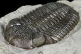 Prone Eldredgeops Trilobite - Silica Shale #132429-4
